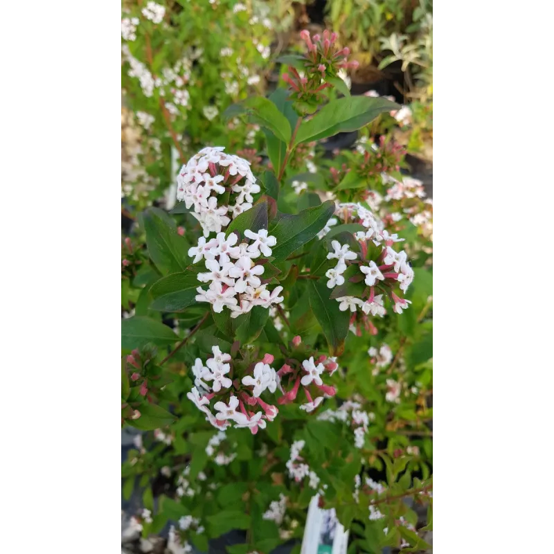 Abelia mosanensis 'Monia' / Abelie parfumÃ©e