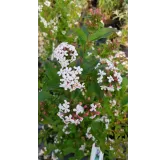 Abelia mosanensis 'Monia' / Abelie parfumÃ©e