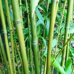 Phyllostachys bissetii - hauteur totale 180+ cm - pot 5 ltr