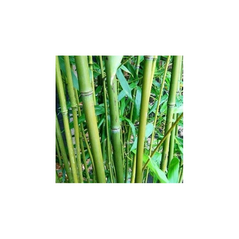 Phyllostachys bissetii - hauteur totale 180+ cm - pot 5 ltr