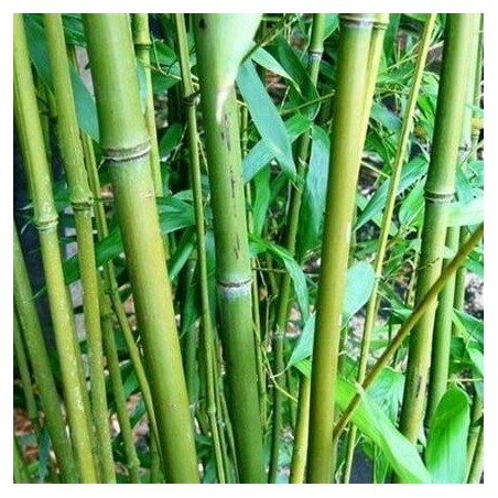 Phyllostachys bissetii - hauteur totale 180+ cm - pot 5 ltr