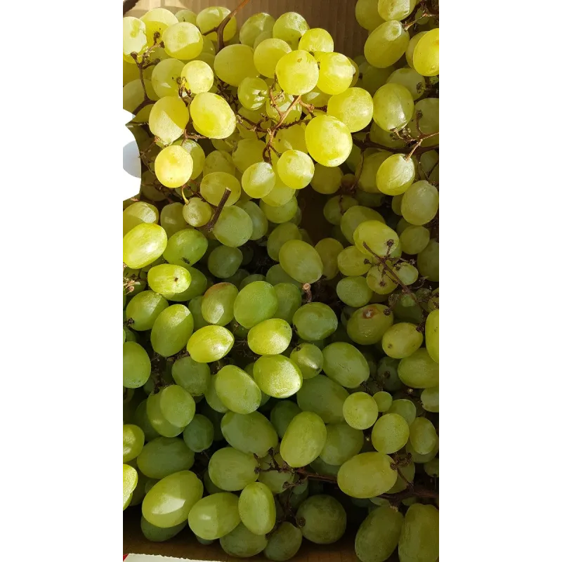 Vitis vinifera 'Italia'  / Vigne 'Italia'