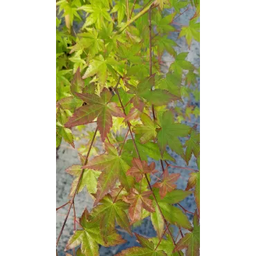 Acer palmatum / Erable du Japon