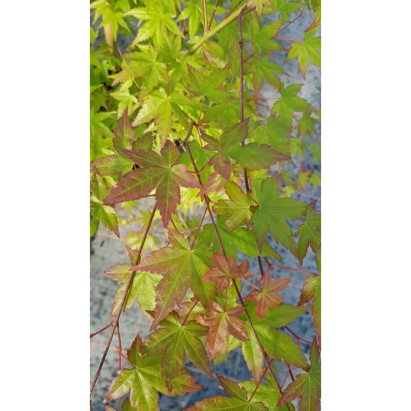 Acer palmatum / Erable du Japon