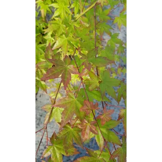 Acer palmatum / Erable du Japon