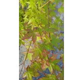 Acer palmatum / Erable du Japon