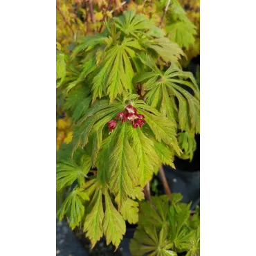 Acer japonicum 'Aconitifolium' / Erable du Japon Ã  feuilles d'Aconit