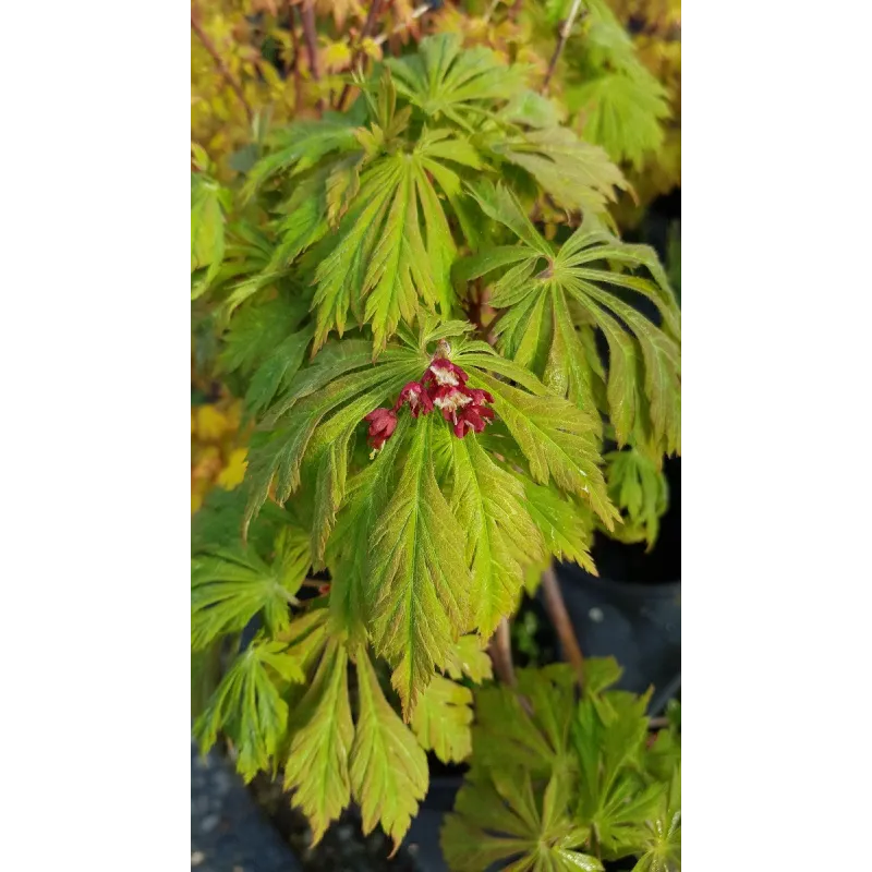 Acer japonicum 'Aconitifolium' / Erable du Japon Ã  feuilles d'Aconit