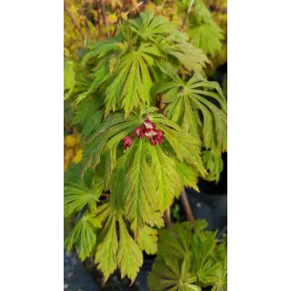 Acer japonicum 'Aconitifolium' / Erable du Japon Ã  feuilles d'Aconit