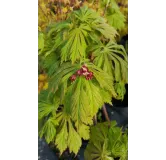 Acer japonicum 'Aconitifolium' / Erable du Japon Ã  feuilles d'Aconit