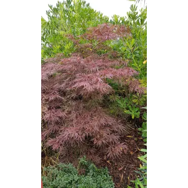 Acer palmatum 'Crimson Queen' / Erable du Japon pourpre