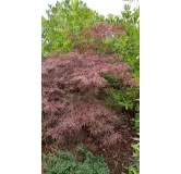 Acer palmatum 'Crimson Queen' / Erable du Japon pourpre