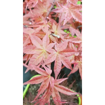 Acer palmatum 'Deshojo' / Erable du Japon