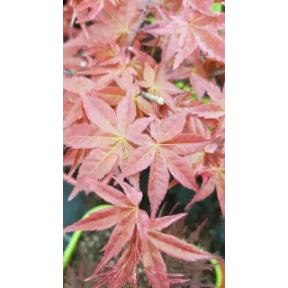 Acer palmatum 'Deshojo' / Erable du Japon