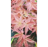 Acer palmatum 'Deshojo' / Erable du Japon