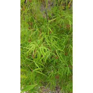 Acer palmatum 'Koto-No-Ito' / Erable du Japon