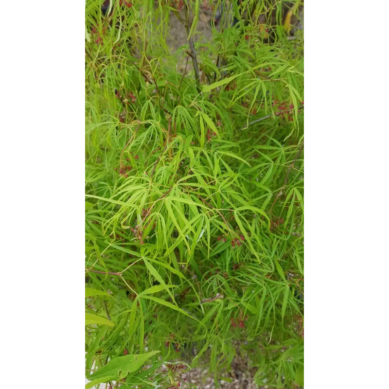 Acer palmatum 'Koto-No-Ito' / Erable du Japon