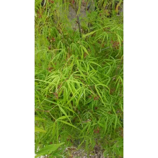 Acer palmatum 'Koto-No-Ito' / Erable du Japon