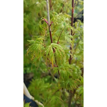 Acer palmatum 'Seiryu' / Erable du Japon