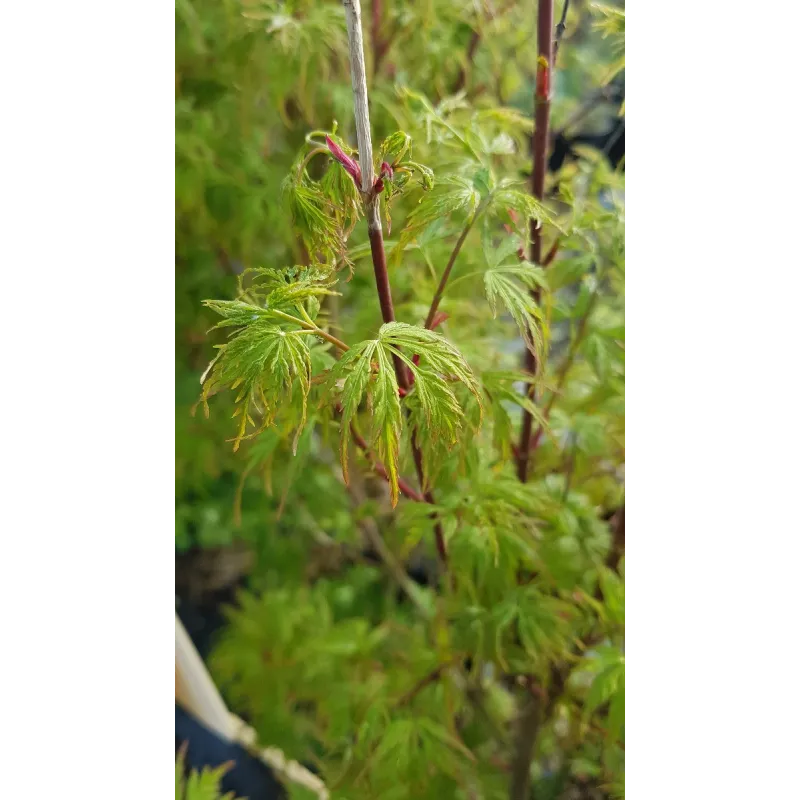 Acer palmatum 'Seiryu' / Erable du Japon