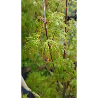 Acer palmatum 'Seiryu' / Erable du Japon