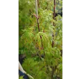 Acer palmatum 'Seiryu' / Erable du Japon