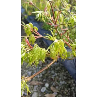 Acer palmatum dissectum 'Shinonome' / Erable du Japon