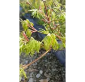 Acer palmatum dissectum 'Shinonome' / Erable du Japon