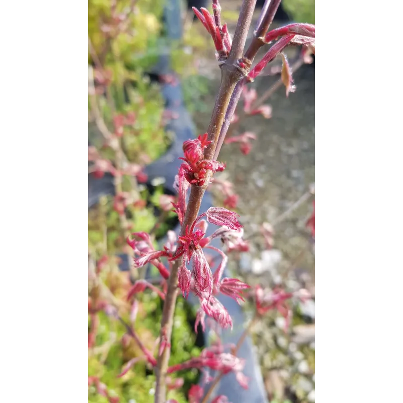 Acer palmatum 'Shirazz' / Erable du Japon