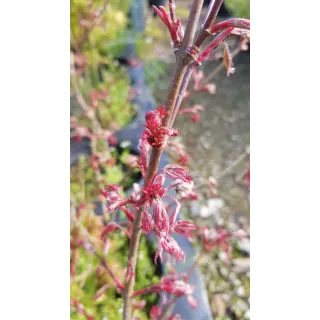 Acer palmatum 'Shirazz' / Erable du Japon