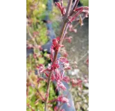 Acer palmatum 'Shirazz' / Erable du Japon