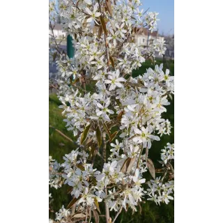 Amelanchier canadensis 'Prince William' / AmÃ©lanchier du Canada