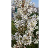 Amelanchier canadensis 'Prince William' / AmÃ©lanchier du Canada