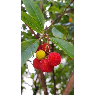 Arbutus unedo / Arbousier ou Arbre aux fraises