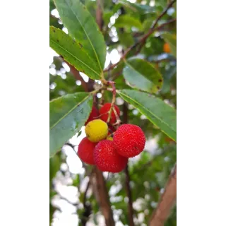 Arbutus unedo / Arbousier ou Arbre aux fraises