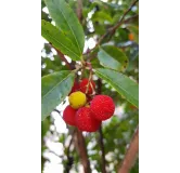 Arbutus unedo / Arbousier ou Arbre aux fraises