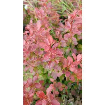 Berberis thunbergii 'Admiration'Â® / Ã‰pine-vinette de Thunberg