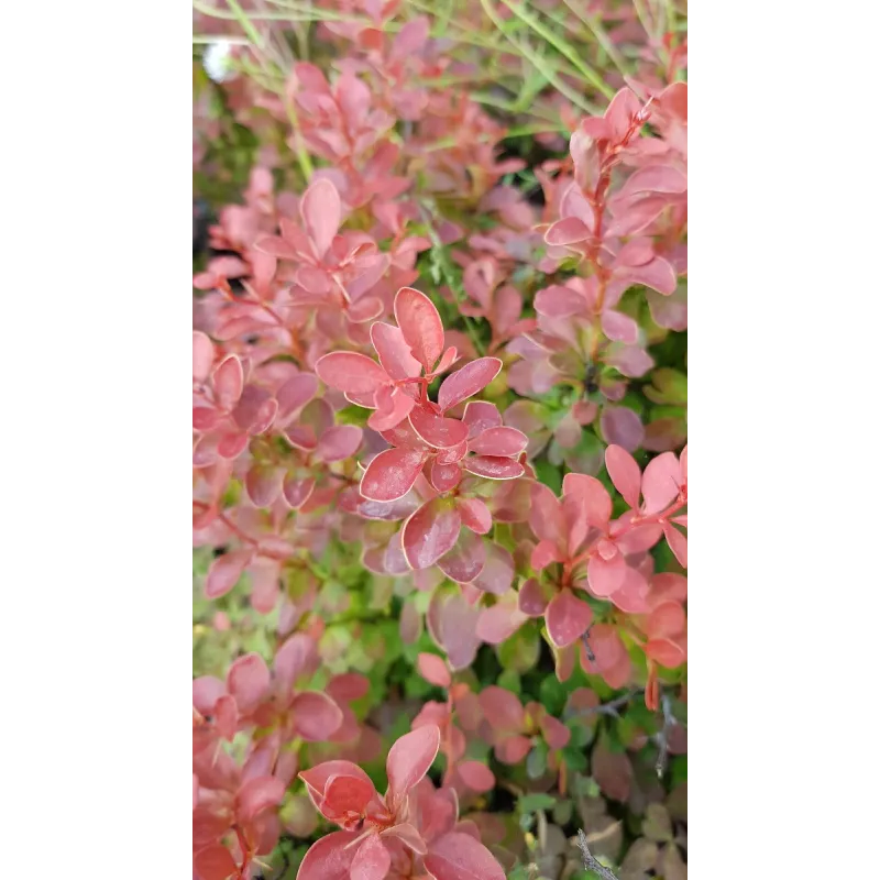 Berberis thunbergii 'Admiration'Â® / Ã‰pine-vinette de Thunberg