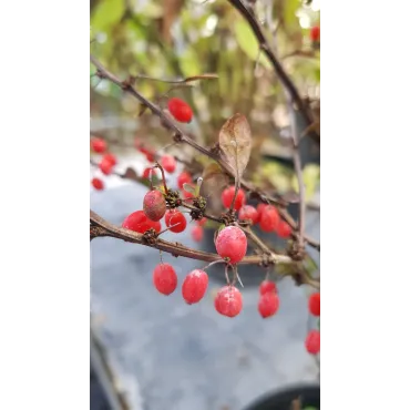 Berberis thunbergii 'Red Torch'Â® / Ã‰pine-vinette de Thunberg