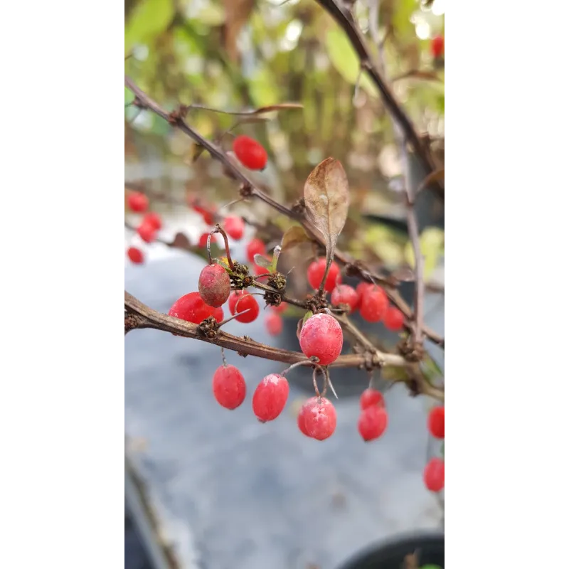 Berberis thunbergii 'Red Torch'Â® / Ã‰pine-vinette de Thunberg