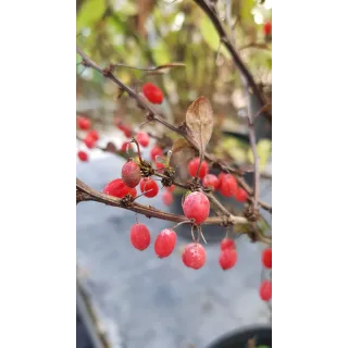 Berberis thunbergii 'Red Torch'Â® / Ã‰pine-vinette de Thunberg