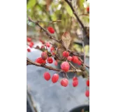 Berberis thunbergii 'Red Torch'Â® / Ã‰pine-vinette de Thunberg