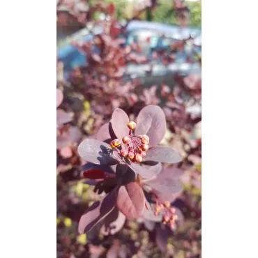 Berberis x ottawensis 'Auricoma' / Ã‰pine-vinette hybride d'Ottawa