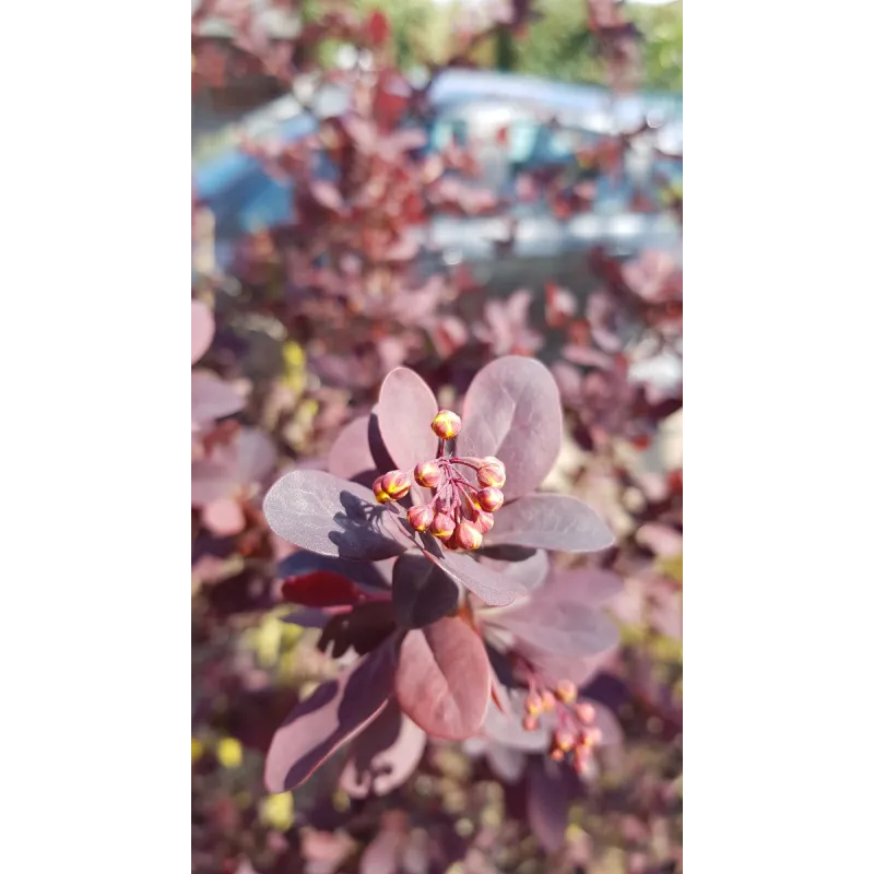 Berberis x ottawensis 'Auricoma' / Ã‰pine-vinette hybride d'Ottawa