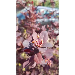 Berberis x ottawensis 'Auricoma' / Ã‰pine-vinette hybride d'Ottawa