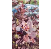 Berberis x ottawensis 'Auricoma' / Ã‰pine-vinette hybride d'Ottawa