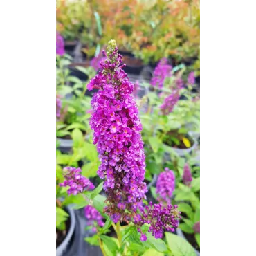 Buddleia x 'Miss Violet'Â® / Arbre aux papillons nain violet