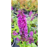 Buddleia x 'Miss Violet'Â® / Arbre aux papillons nain violet