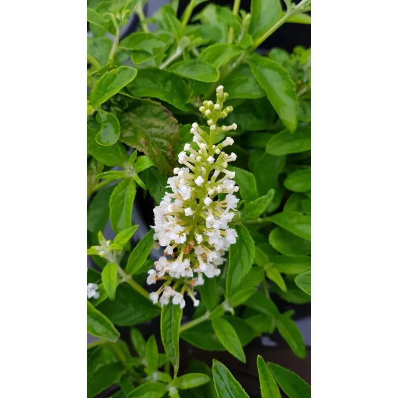 Buddleia x MISS PEARLÂ® 'Miss P' / Arbre aux papillons nain blanc