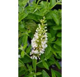 Buddleia x MISS PEARLÂ® 'Miss P' / Arbre aux papillons nain blanc